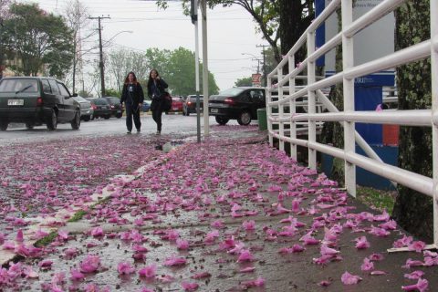 Tapete de flores na URI
