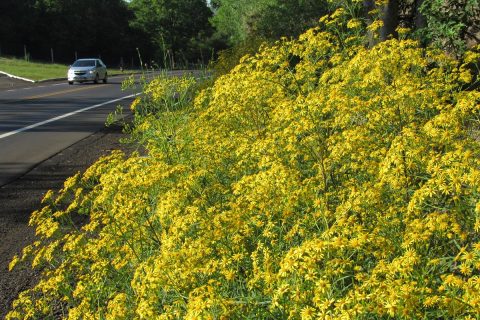 Flores que nasceram naturalmente durante a primavera de 2016 as margens da ERS 344