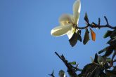 A flor da magnólia tem mais de 20 cm, é branca e exala suave perfume