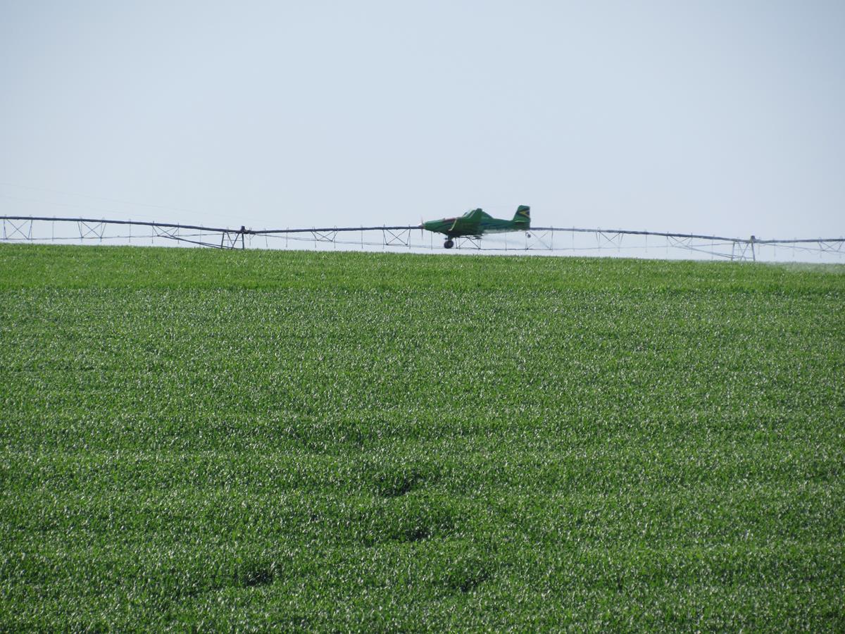 Na propriedade de Rafael Moreno, além de irrigar a área de milho safra, nesta semana foi realizada a pulverização aérea com fungicida