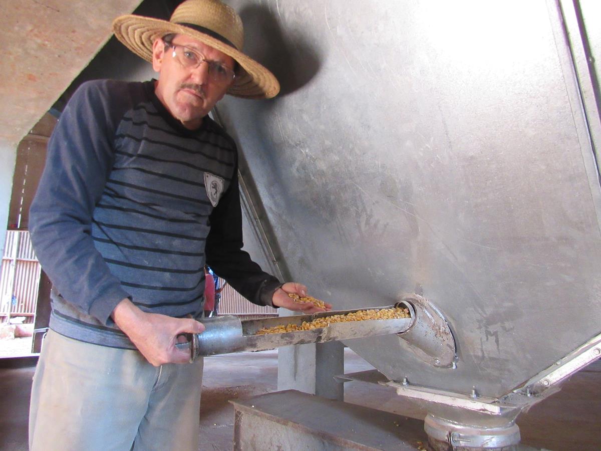 José Renato Muller retira uma amostra de grãos de milho do secador para cerificar o teor de umidade do grão. A umidade ideal de armazenamento é 14%