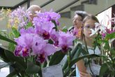 Durante o evento haverá o tradicional concurso de orquídeas