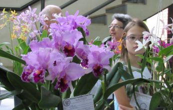Orquídeas-02-346x220.jpg