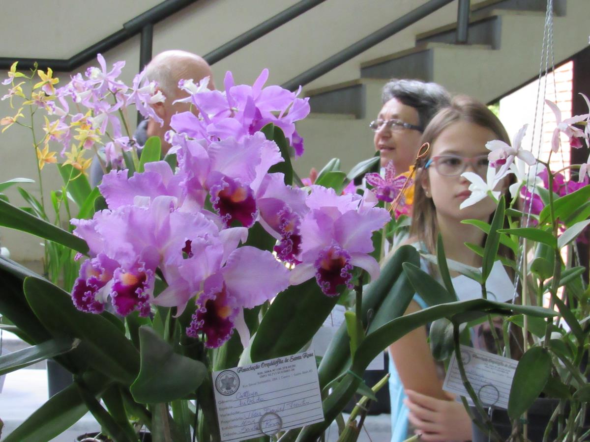 Durante o evento haverá o tradicional concurso de orquídeas 