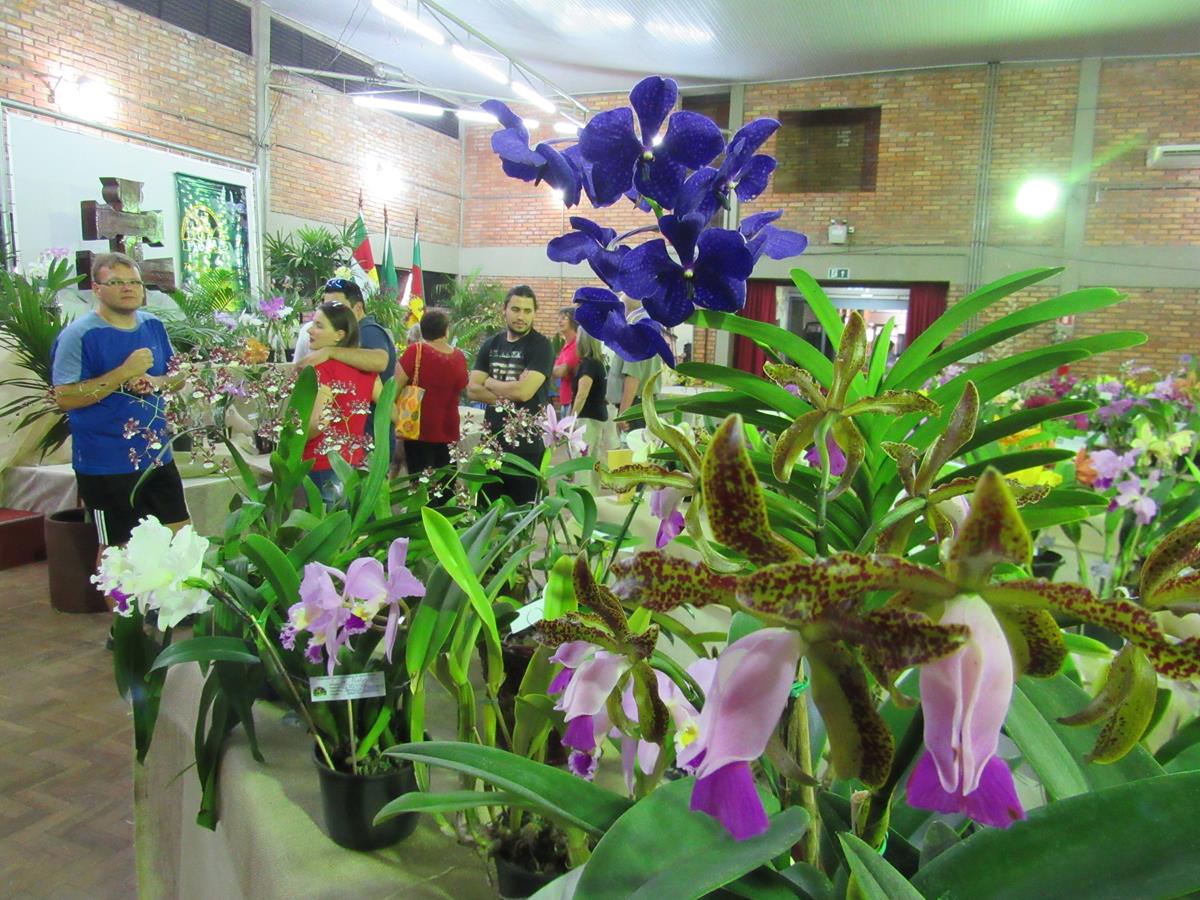Exposição de orquídeas da AOSA - Associação dos Orquidófilos de Santo Ângelo no Centro Municipal de cultura