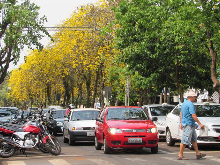 Ipes da Av. Brasil (1)