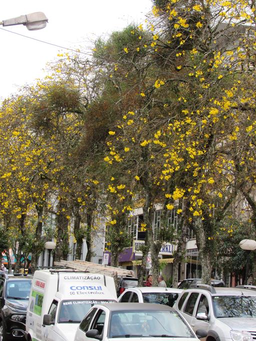 Ipês com floração comprometida devido a infestação de "erva de passarinho"