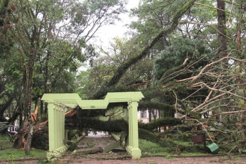 Jacarandá Mimoso com tronco doente cai com o vendaval e destroi pelo menos tres pérgolas que representam os trinta Povos Missioneiros na Praça Pinheiro Machado