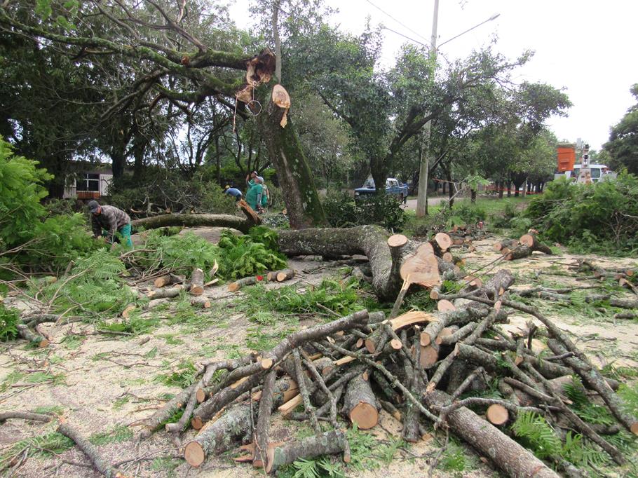 Servidores da Secretaria do Meio Ambiente cortam uma árvore tombada na Av. São João, Bairro Sobuski