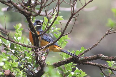Sanhaçu-papa-laranja - Pássaro sanhaçu-papa-laranja (Pipraeidea bonariensis)