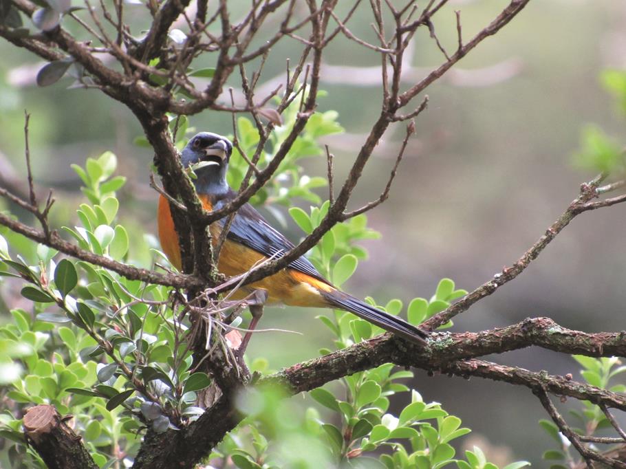 Sanhaçu-papa-laranja - Pássaro sanhaçu-papa-laranja (Pipraeidea bonariensis)