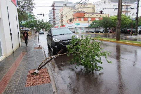 Arvore maravilhosa