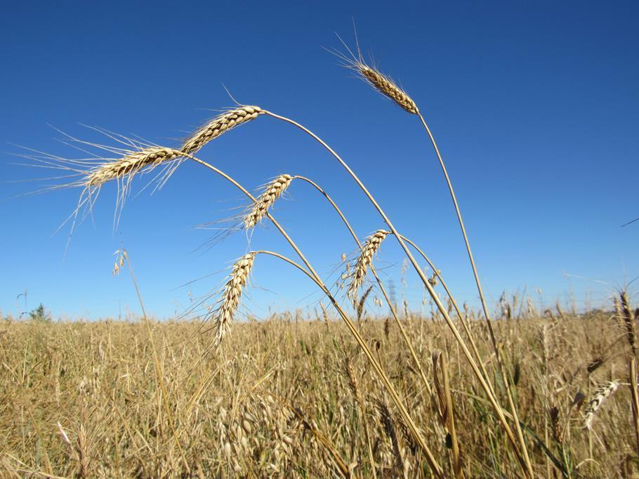 Plantio de Soja e colheita do trigo (8)