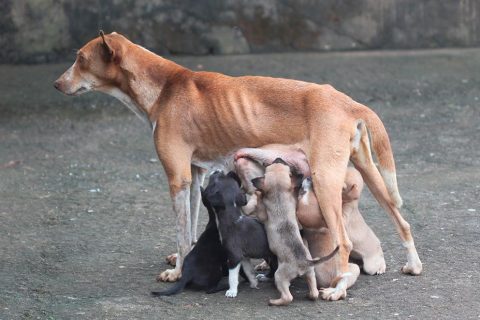 castracao-caes-gatos-abrigo-piccolina-quem-ama-cuida
