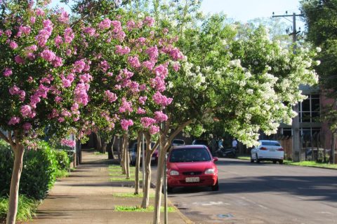 Extremosa (4)