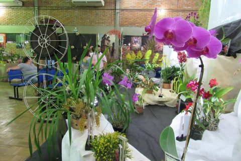 Exposição de Orquídea (2)