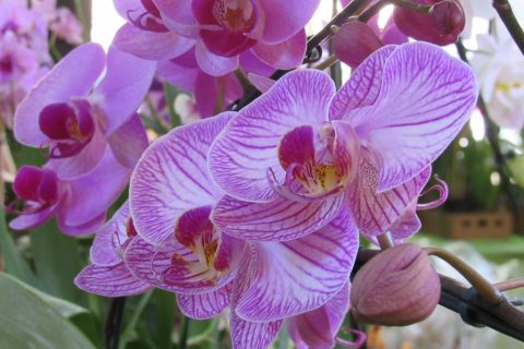 ORQUÍDEAS (8)