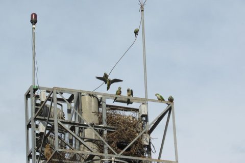 O gavião e as catoritas do Aeroporto (3) (Copy)