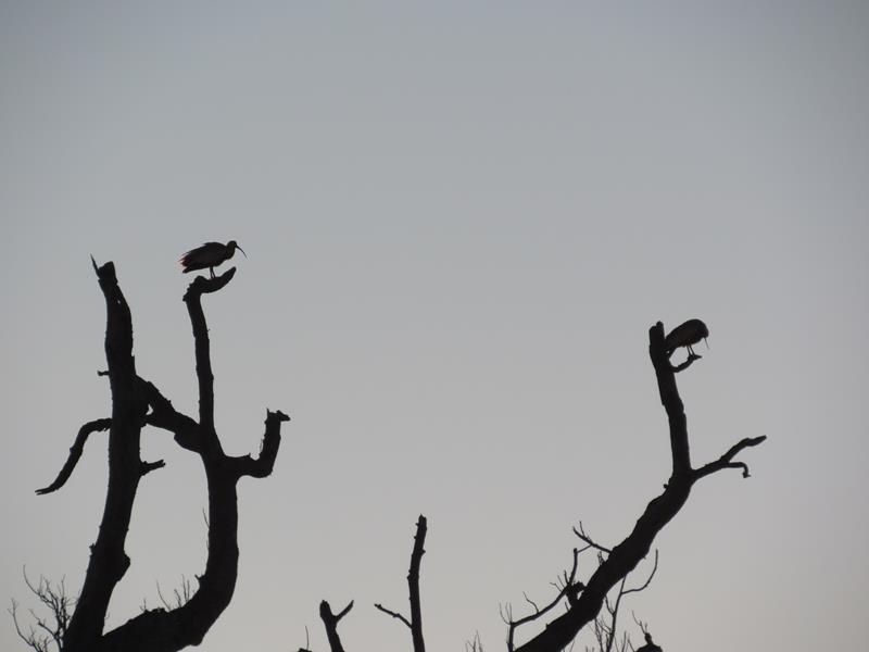 Garças ao amanhecer (Copy)