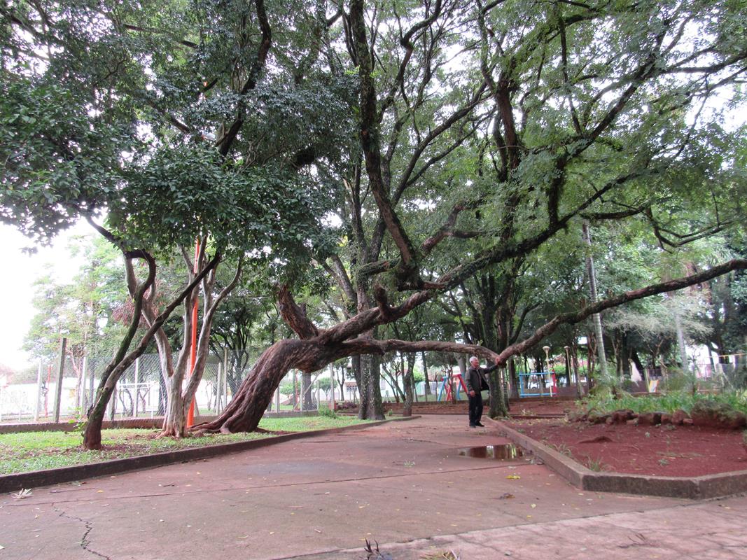 O formato de duas árvores despertam a curiosidade dos visitantes que andam pela Praça Rio Branco e também é observada por um morador vizinho, Antônio Vitalino dos Santos, a fim de preservar as espécies que se desenvolveram em formato mais horizontal, ele acredita que seja necessário utilizar algum tipo de escora, pois observa que elas podem tombar com a ação das chuvas e dos visitantes que tiram fotos no local e realizam atividades de lazer