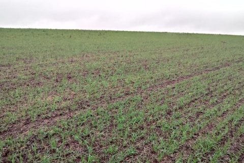 Trigo_em_germinacao_-_Ronda_Alta_-_PF_-_Jose_Schafer 02 (Copy)