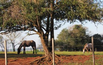Série-Animais-Cavalos-2-Copy-346x220.jpg