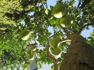 Pé de pomelos com os frutos ainda verdes - Foto:  Marcos Demeneghi