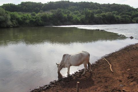 Vaca bebe a água do Rio Ijuí - Foto: Marcos Demeneghi