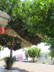 Pomeleiro com frutos protegidos na rua Antunes Ribas em Santo Ângelo - Foto: Marcos Demeneghi