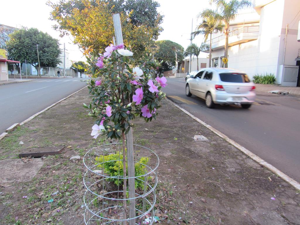 Arborização Urbana (5) (Copy)