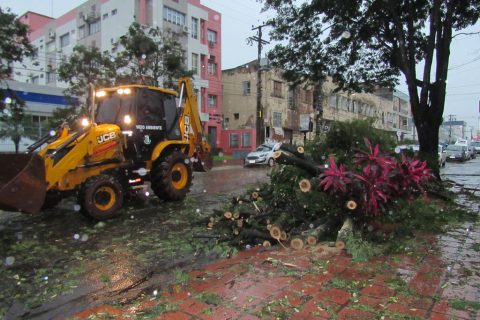 Árvore tomba na rua XV de Novembro entre a Sete e a Antônio Manoel