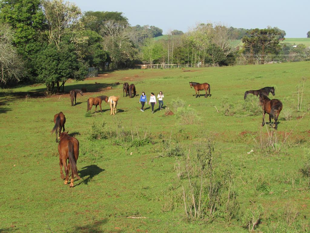 Na área arrendada se recuperam 15 cavalos - Foto: Marcos Demeneghi