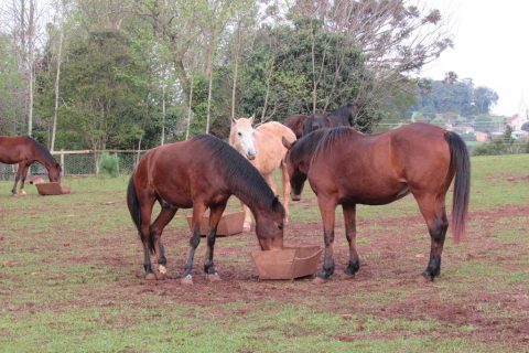 A ONG Pé de Pano de Santo Ângelo arrenda quatro hectares onde os cavalos resgatados se recuperam