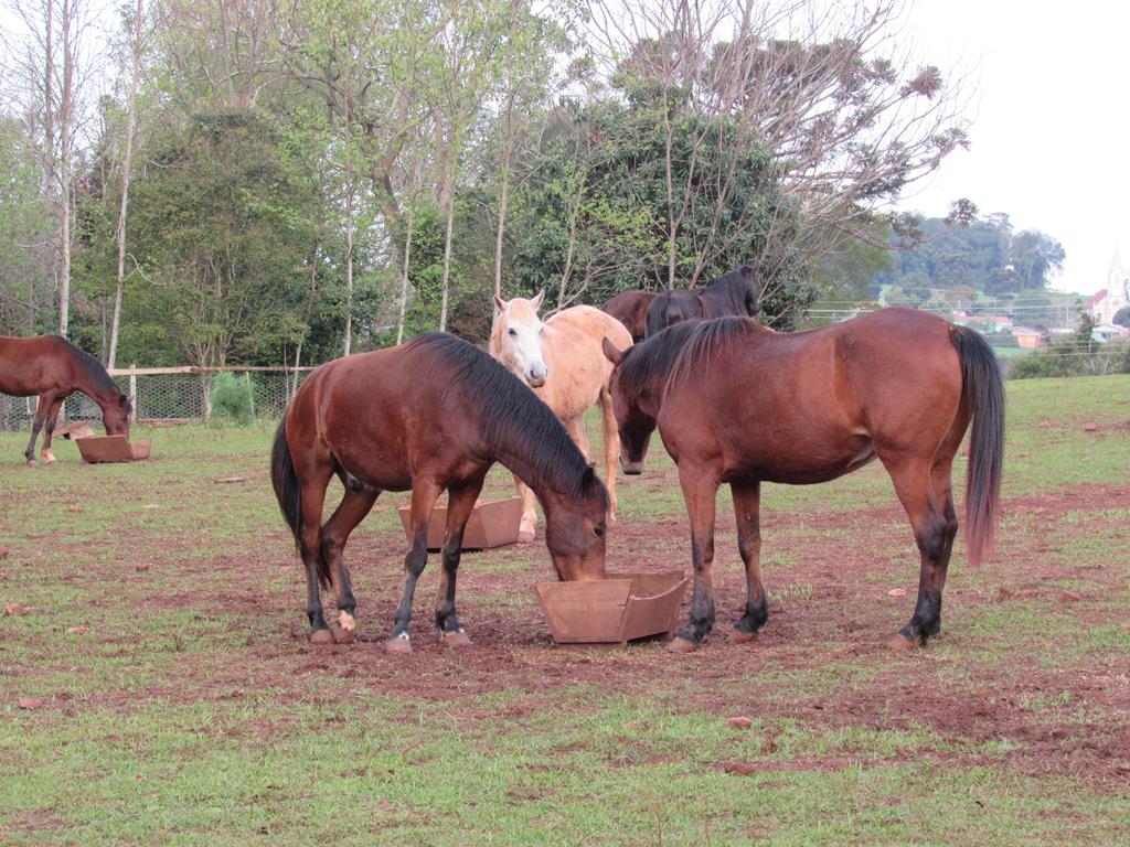 A ONG Pé de Pano de Santo Ângelo arrenda quatro hectares onde os cavalos resgatados se recuperam 