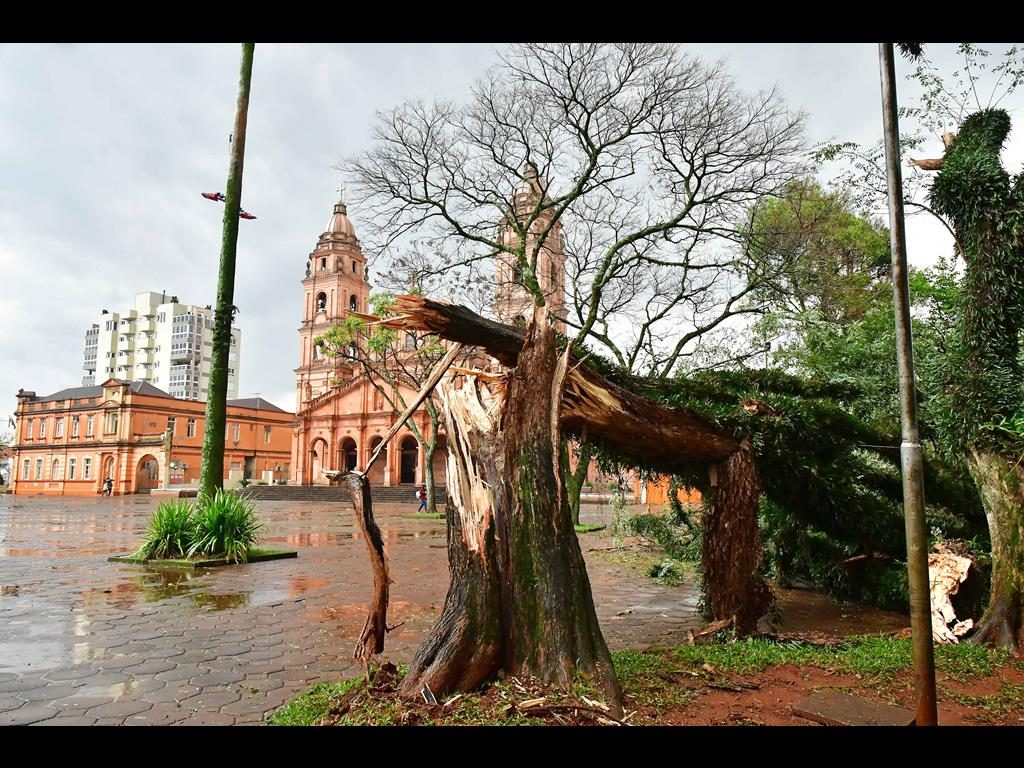 Foto - Fernando Gomes - Tipuana tomba na Praça Pinheiro Machado