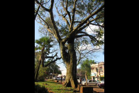 Árvore na Praça Pinheiro Machado - Guapuruvu (Schizolobium excelsum vog) - Foto: Marcos Demeneghi