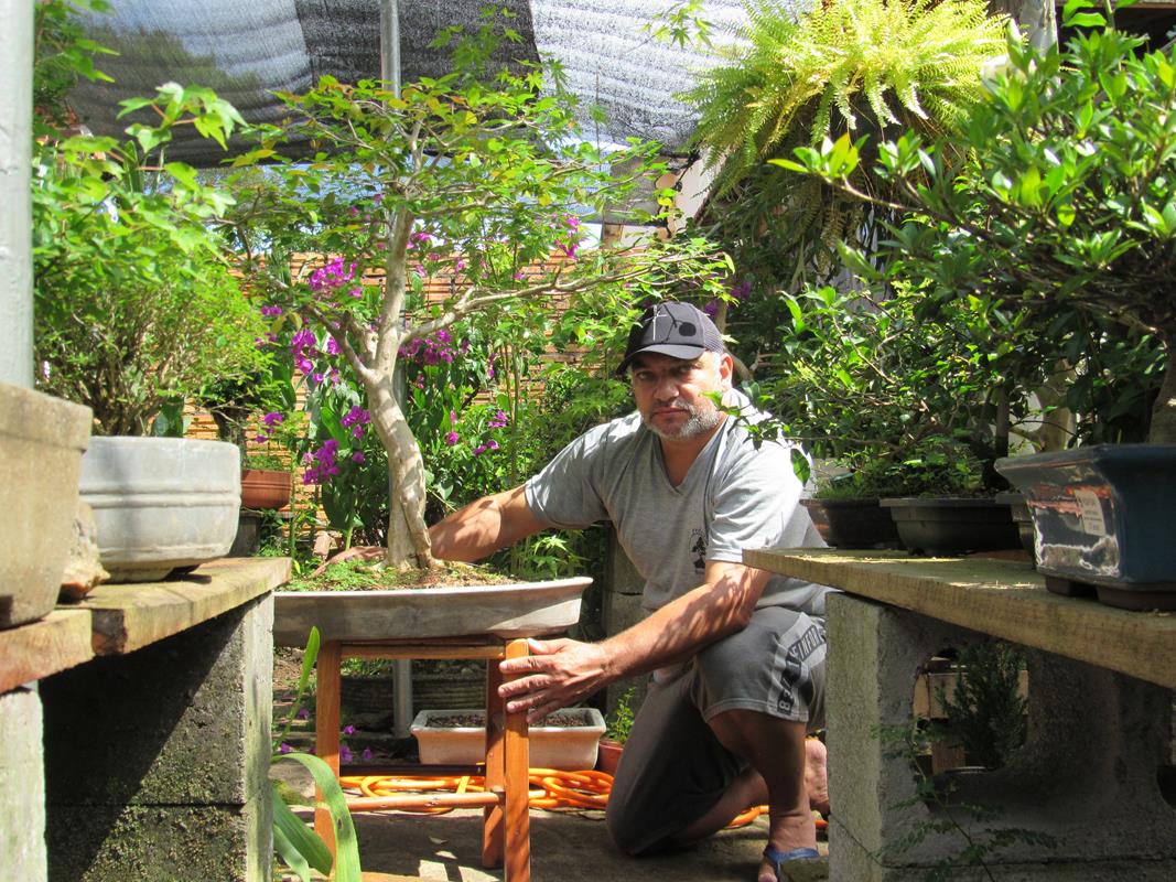 Pitangueira plantada por Pedro Garcia desde a semente. Este bonsai pedro disse que não está a venda Foto: Marcos Demeneghi 