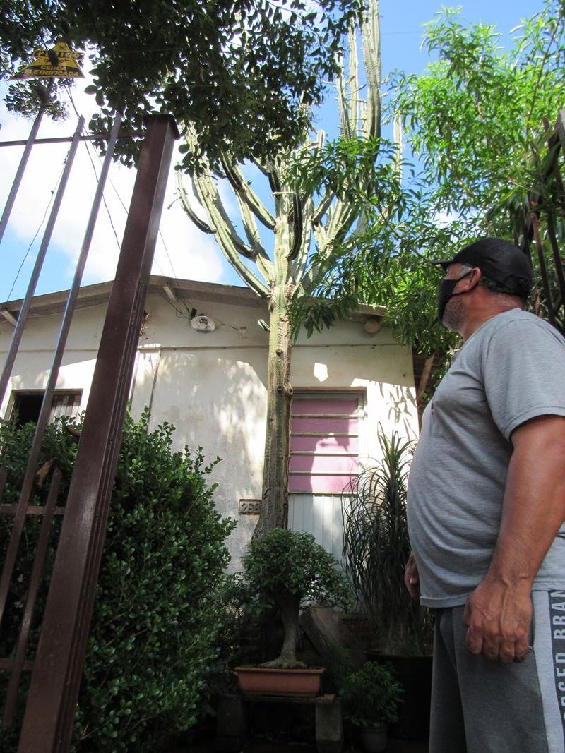 Cacto que cresceu em frente a porta da casa de Pedro - Foto: Marcos Demeneghi