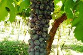 Cacho de uva na propriedade de Ilson Schroder - Foto : Ilson Schroder