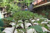 Plantação de Morangos em canos de PVC