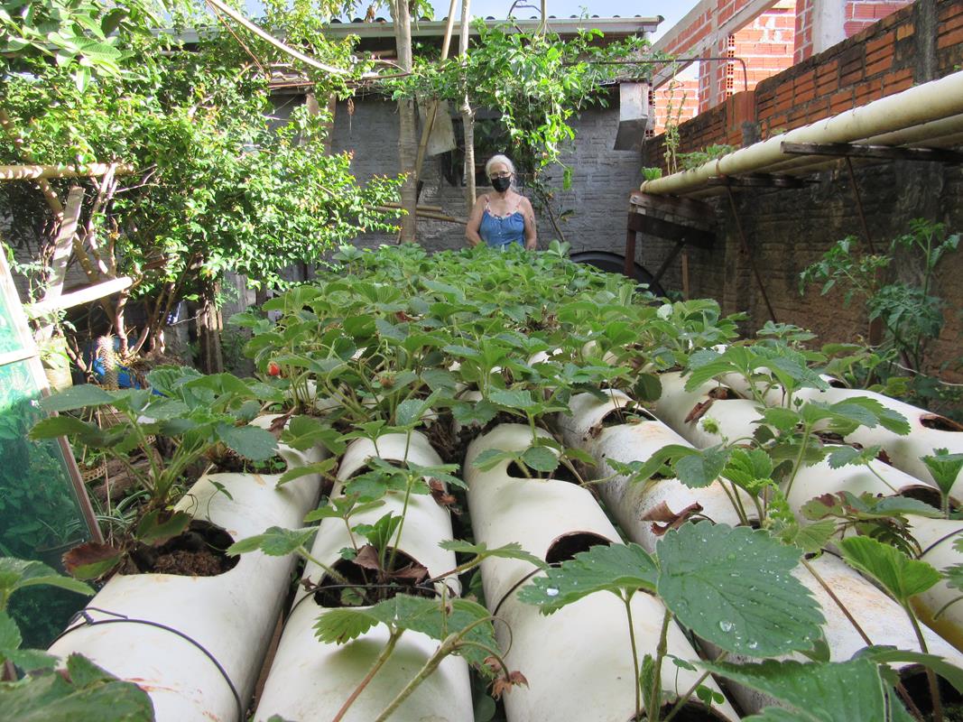 Plantação de Morangos em canos de PVC 
