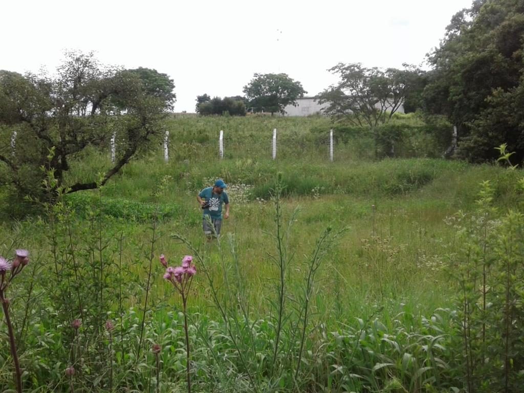 Típicas áreas de estudo, onde Peter Aguiar realiza o trabalho de observação das herbáceas - Foto de arquivo pessoal do biólogo