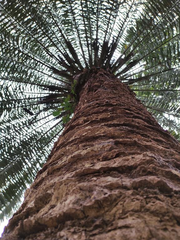 Palmeira canariense - Foto - Marcos Demeneghi
