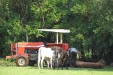 Produção leiteira - Vacas (3) (Copy)