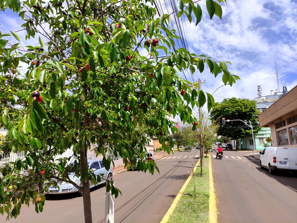 cereja-do-rio-grande no cotidiano da Rua Antunes Ribas em Santo Ângelo Foto - Marcos Demeneghi