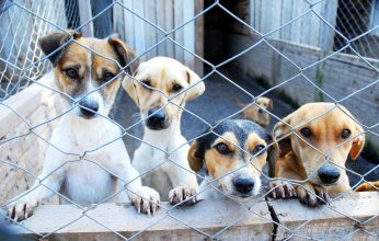 Cachorros-Fernando-Gomes-Copy-346x220.jpg
