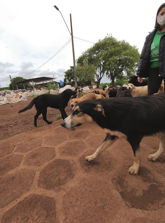 Eng. Ambiental Flávia Tomazi com os cães que vivem no local