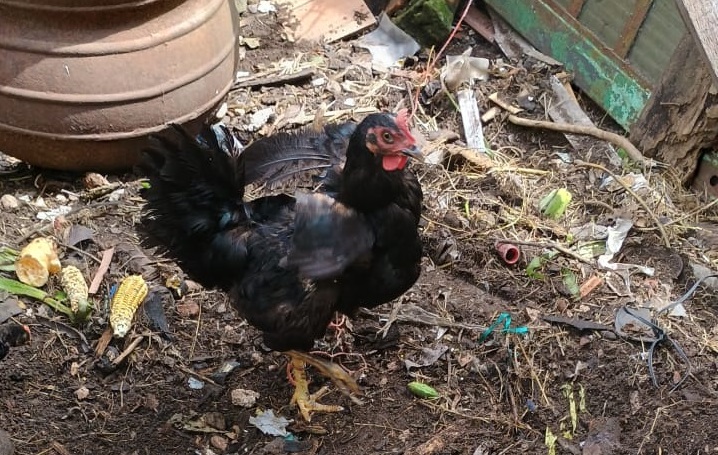 Foto da galinha aventureira.jpg